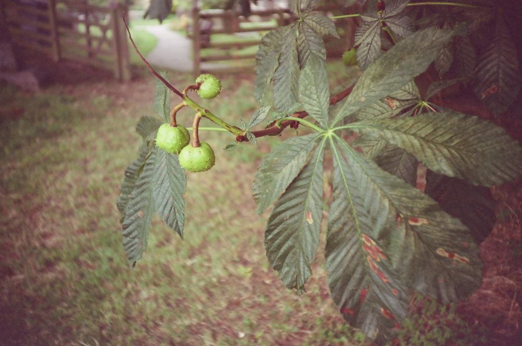 sample photo zenit loml LC-A